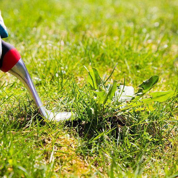using a weed pulling tool to remove a weed from the lawn by hand